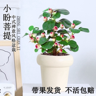 菩提树盆栽小盼菩提造型盆景植物带果绿植室内办公室桌面中式摆件