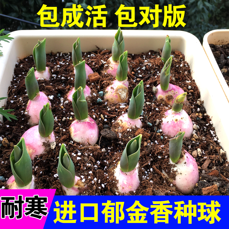冬季耐寒荷兰进口郁金香种球室内外庭院花卉种子水培植物盆栽包邮