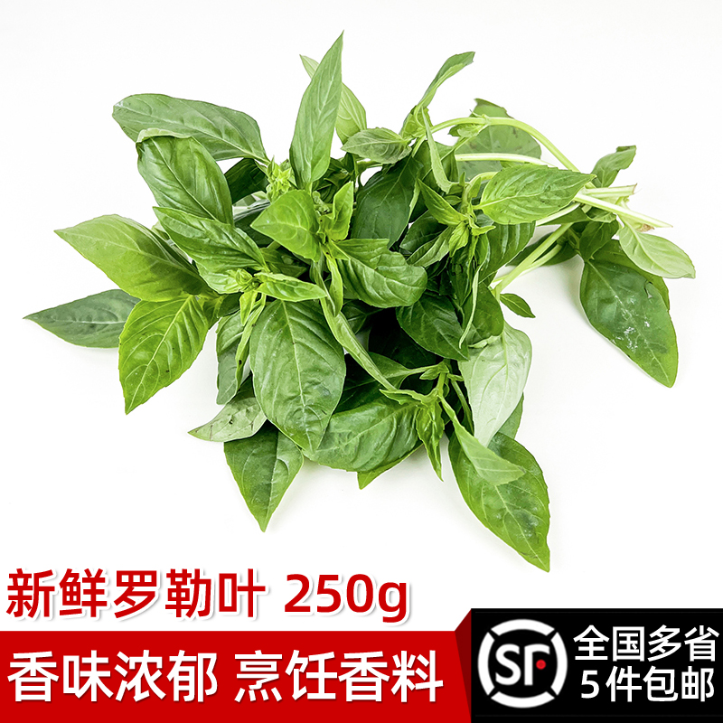 罗勒叶250g 新鲜蔬菜西餐欧罗可食用香料青酱调料 5件包邮