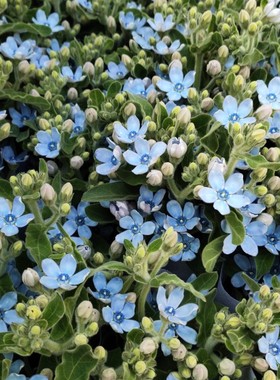 蓝星花鲜花水养插花10枝一把昆明直发一点点花花草草