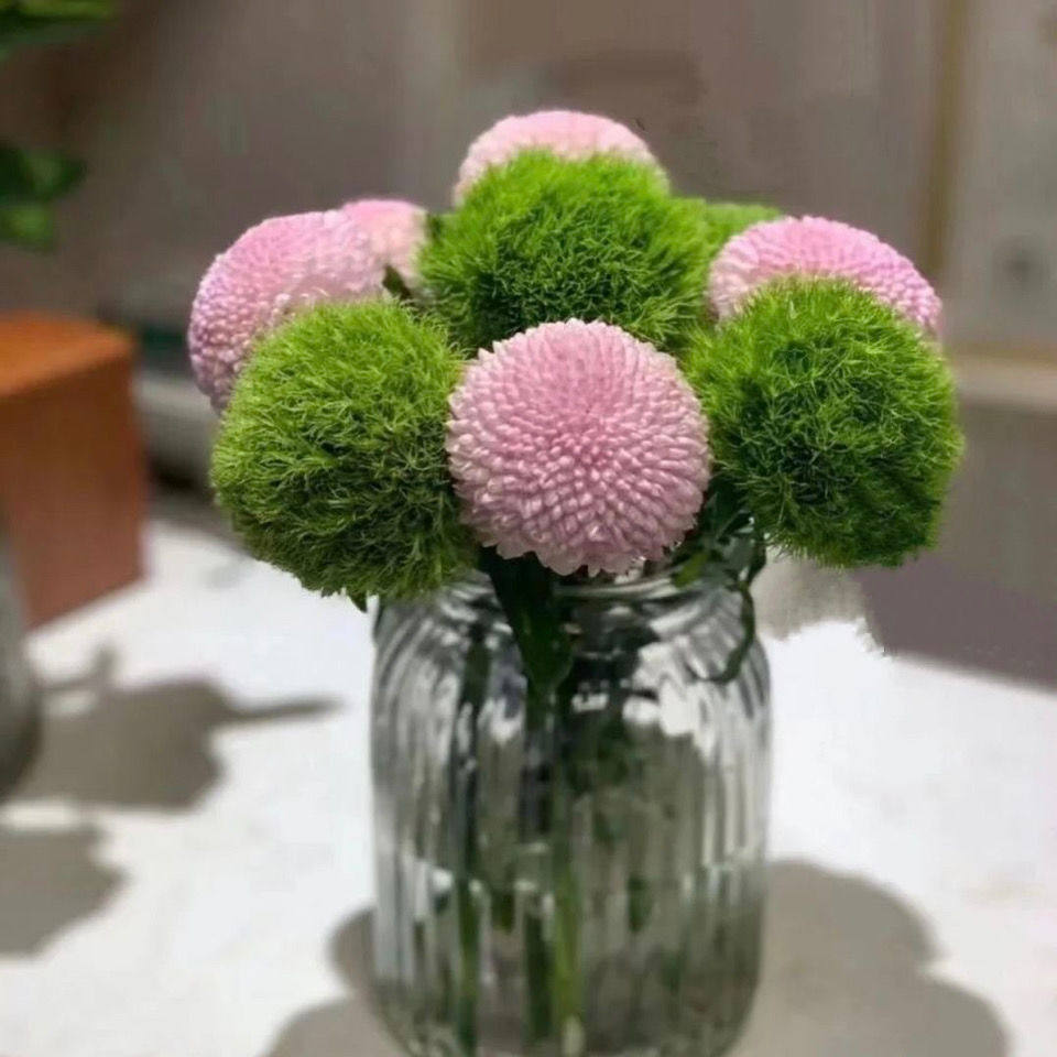 绿毛球绿石竹10朵一把昆明直发