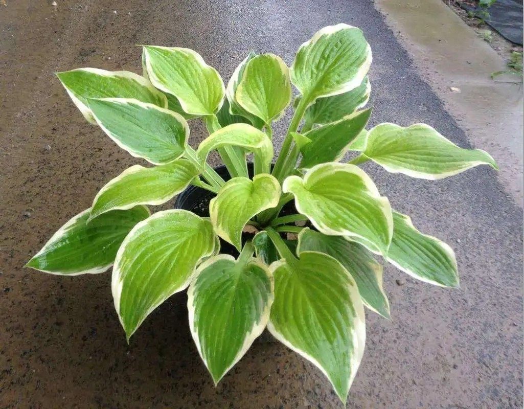 玉簪叶鲜切水培插花造型花艺10枝一把