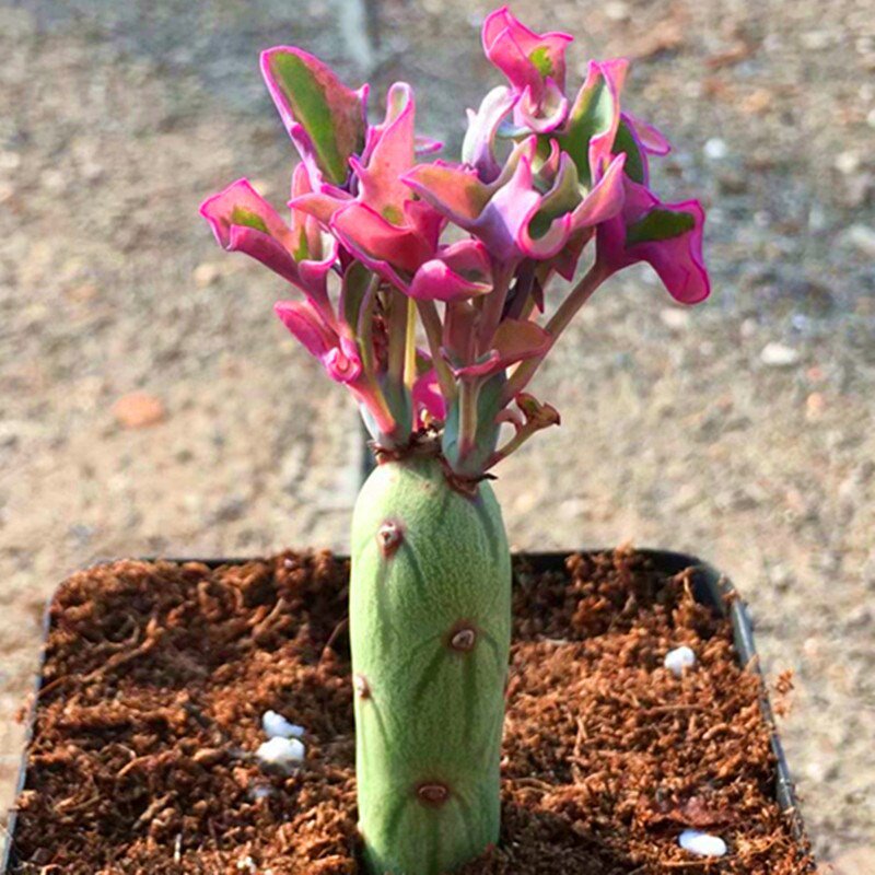 仙人笔七宝树锦多肉植物稀有品种罕见贵货精品盆栽花卉绿植论斤.