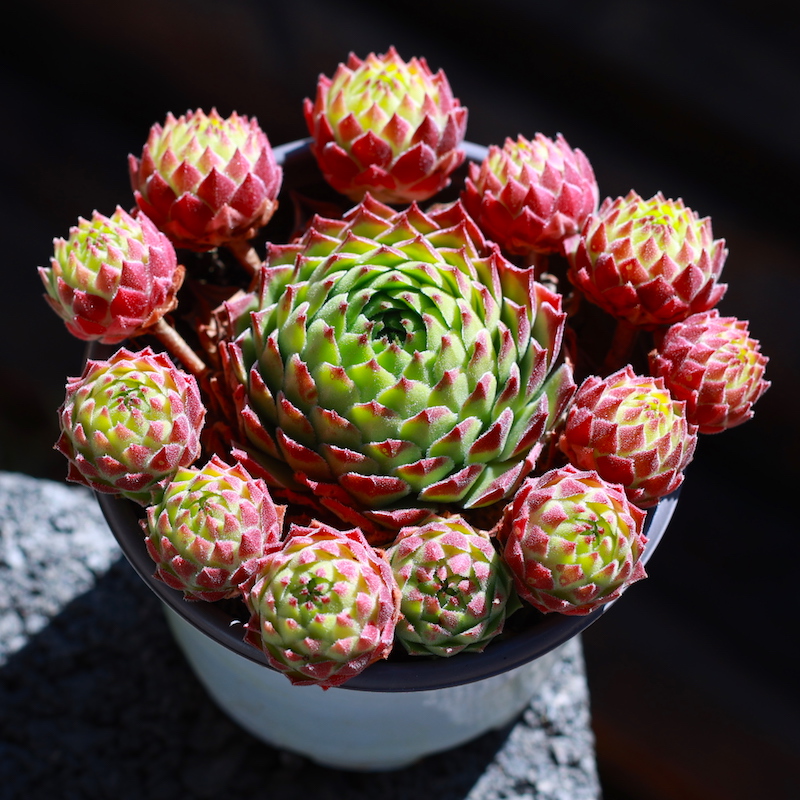 长生草多肉植物盆栽野马复活节彩蛋紫牡丹橘子球观音莲肉肉植物