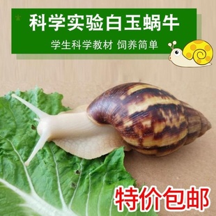 网红学生饲养套装宠物蜗牛活物观赏白玉蜗牛家养大蜗牛透气饲养箱