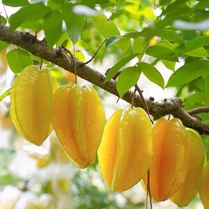 杨桃果树苗价格