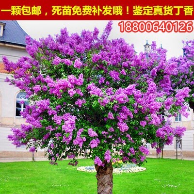 丁香花树苗庭院绿化风景树当年开花紫丁香花苗南北方耐冻植物