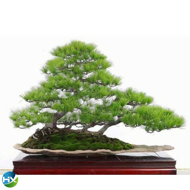 五针盆景短针小松树绿植小盆盆栽精致办公桌老桩绿植