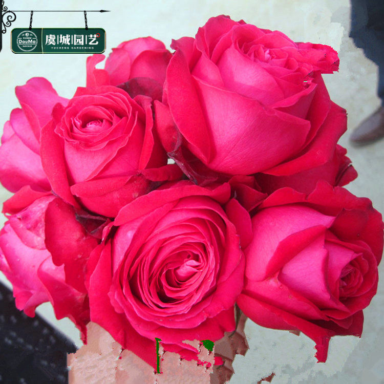 2021中苗虞城i园艺灌木月季亚力克红玫红色特大花浓香四季开