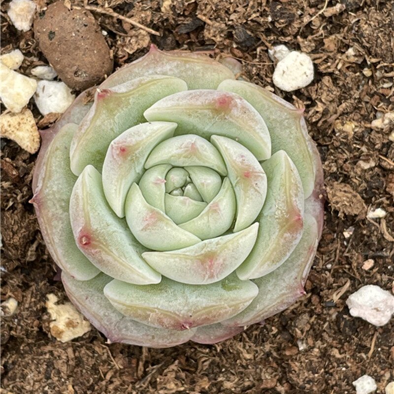 波塞冬多肉植物一物一拍韩国新品杂交暗纹14c220多肉植物