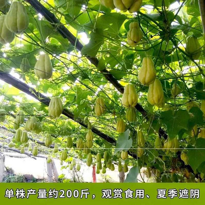 高产佛手瓜种苗春季夏季种植佛手瓜苗阳台庭院田园易种植秧苗包邮