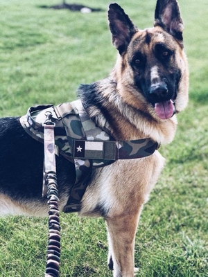中大型犬胸背带战术犬衣k9背心金毛德牧马犬狗背带牵引绳遛狗绳.图片