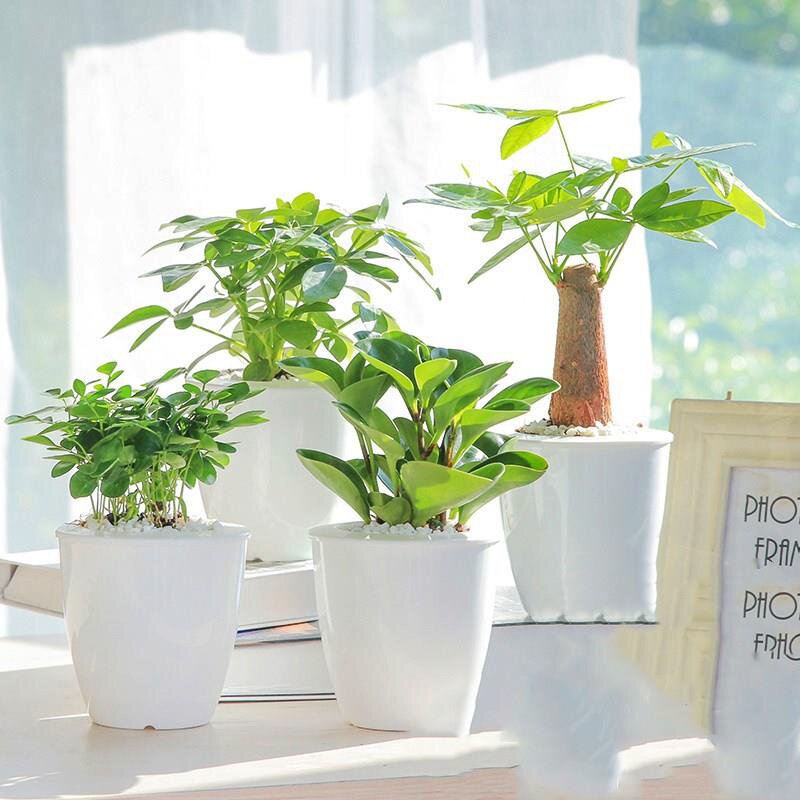 室内四季常青耐活家里放的花客厅北方庭院植物耐寒绿植盆栽花卉