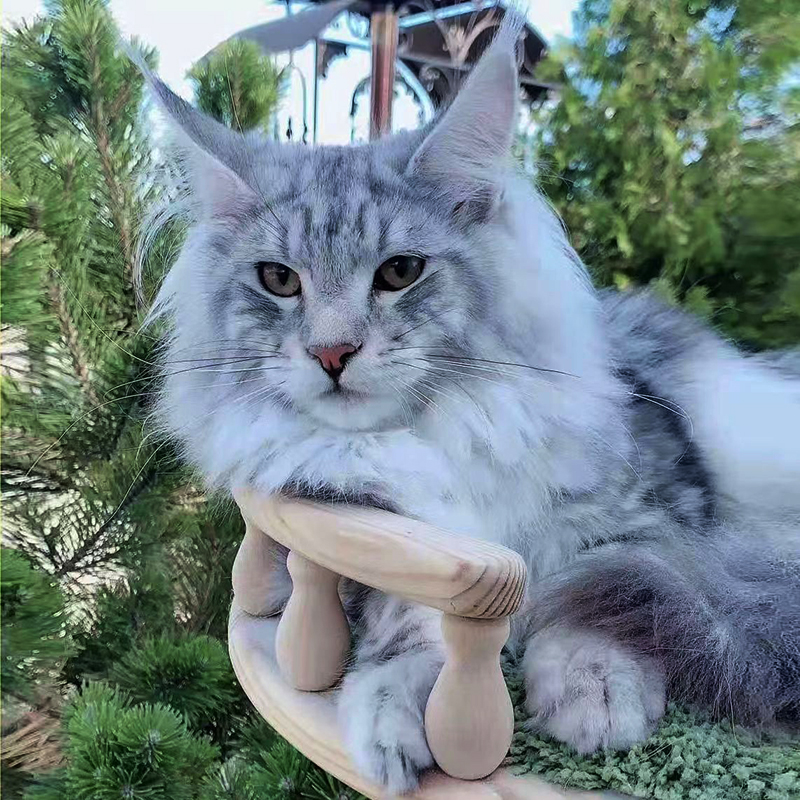 缅因猫幼猫纯种宠物猫威武霸气大体型银虎斑烟灰色巨型俄罗斯血统