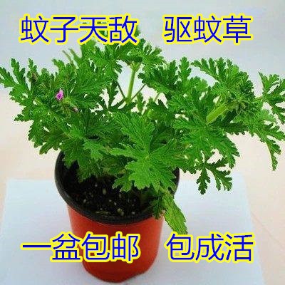 驱蚊草室内驱赶蚊子香草绿植花卉香叶天竺葵食虫草薄荷盆栽