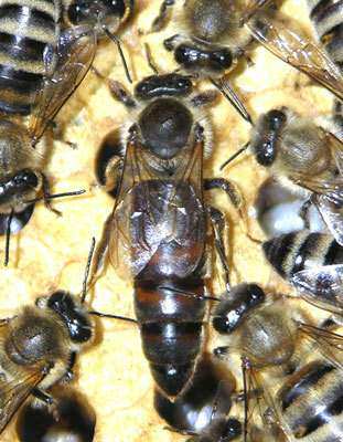 喀尔巴阡种蜂王蜜型王意蜂蜂王产卵王新王自然交尾人工授精包活