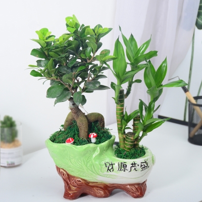 季内四植景绿好盆常盆物室公盆办客栽发青树m小植室小养厅财本日