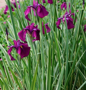 花叶玉蝉花 多年生草本水陆两生 湿地园林造景植物