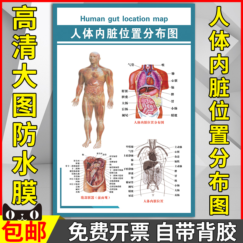 人体内脏位置分布图腹部脏器前面观贴纸挂图医院解剖挂画墙贴海报