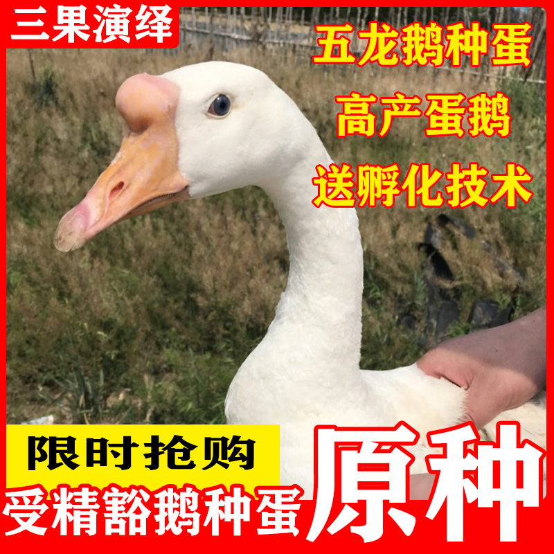 山东莱阳正宗五龙鹅受精鹅蛋可孵化拍12枚单个价白鹅种蛋新鲜孕妇