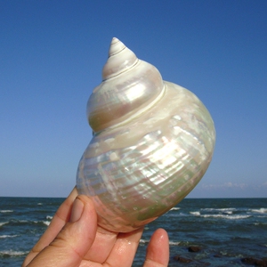 天然海螺贝壳超大绿蝾螺塔螺水族鱼缸造景装饰寄居蟹换壳多肉花.