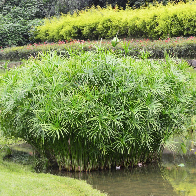 高档水培植d物水竹盆草旱伞栽水生水养好养绿植水竹客厅室内富ins