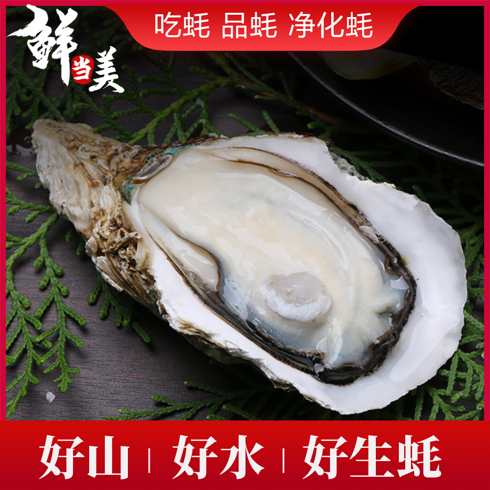 鲜当美广东台山高端净化生蚝鲜活5斤10斤即食刺身生蚝非乳山牡蛎