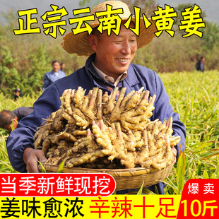 新云南小黄姜10斤新鲜生姜现挖高山沙姜老姜嫩姜仔姜土姜蔬菜罗平