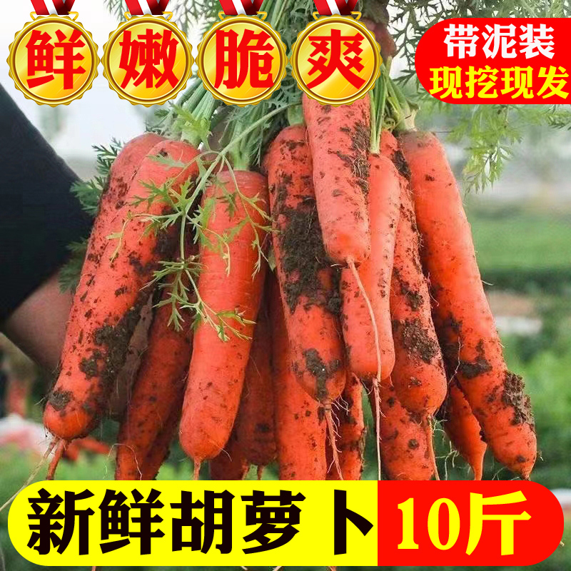 胡萝卜当季农家自种新鲜现挖10斤新