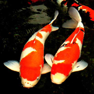 红白三色锦鲤活鱼高档淡水冷水鱼观赏鱼易养耐活大型招财鱼金鱼苗