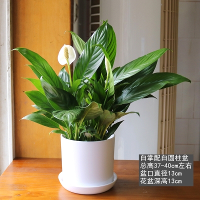好养的花盆栽植物室内吸甲醛图片