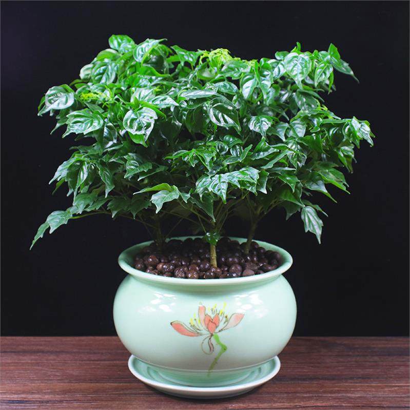 客厅树植物禄植盆栽客厅室内树木观赏树适合放卧室的绿植净化空.