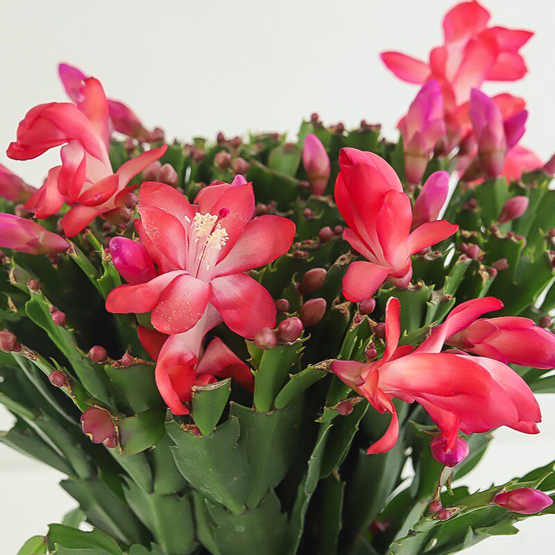 蟹爪兰开花盆栽室内绿植含花苞喜阳耐晒植物好养的懒人花卉蟹抓兰