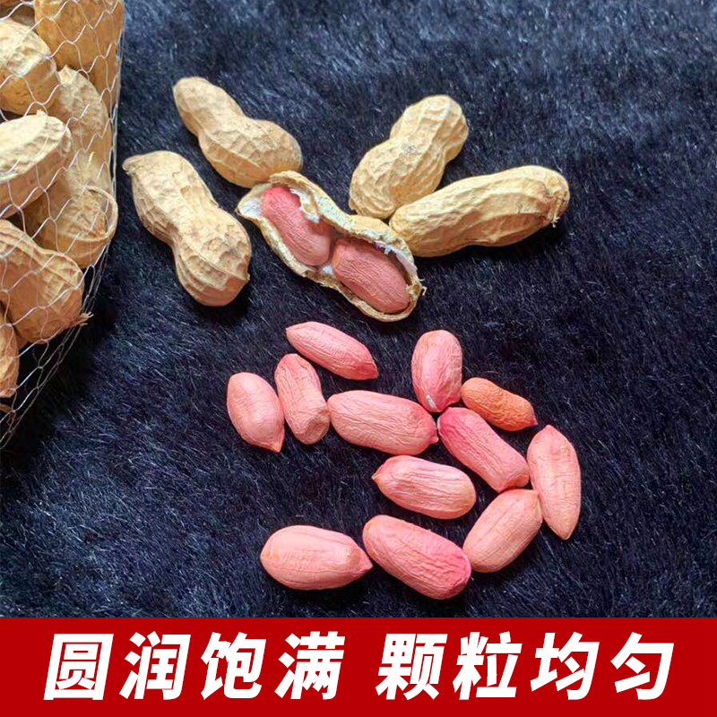 生花生花生带壳花生大仁新货新鲜晒干花生带壳现挖晒干花生农家|ruв категории водной мясо/свежие фрукты и овощи/еда, свежие овощи/овощной продукции, свежие овощи, 新鲜花生 - от Buy2taobao.com для оказания профессиональной услуги покупки агента Taobao