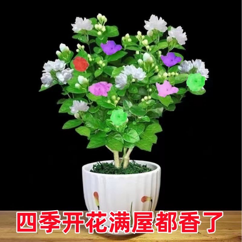 新品多色茉莉花苗盆栽重瓣浓香型四季开花卉室内外阳台好养绿植物