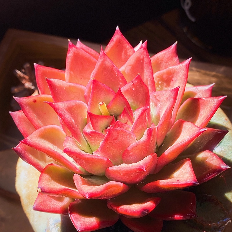 新品系多室内阳台网红稀有露养植物东云吉赛尔多肉植物