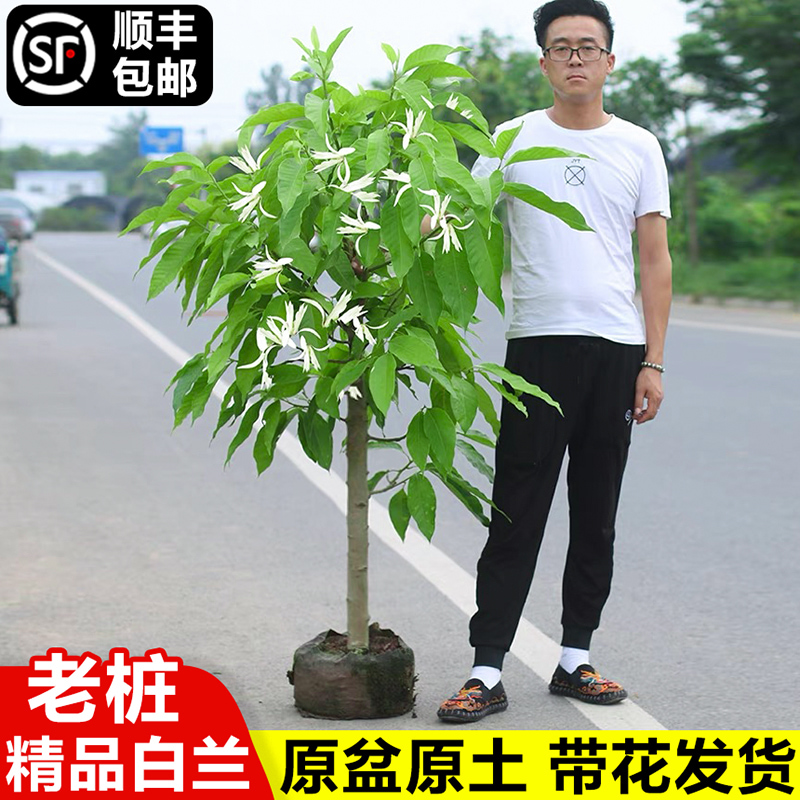 白兰花盆栽玉兰花树苗带花苞易活植物室内庭院老桩黄角兰四季花卉