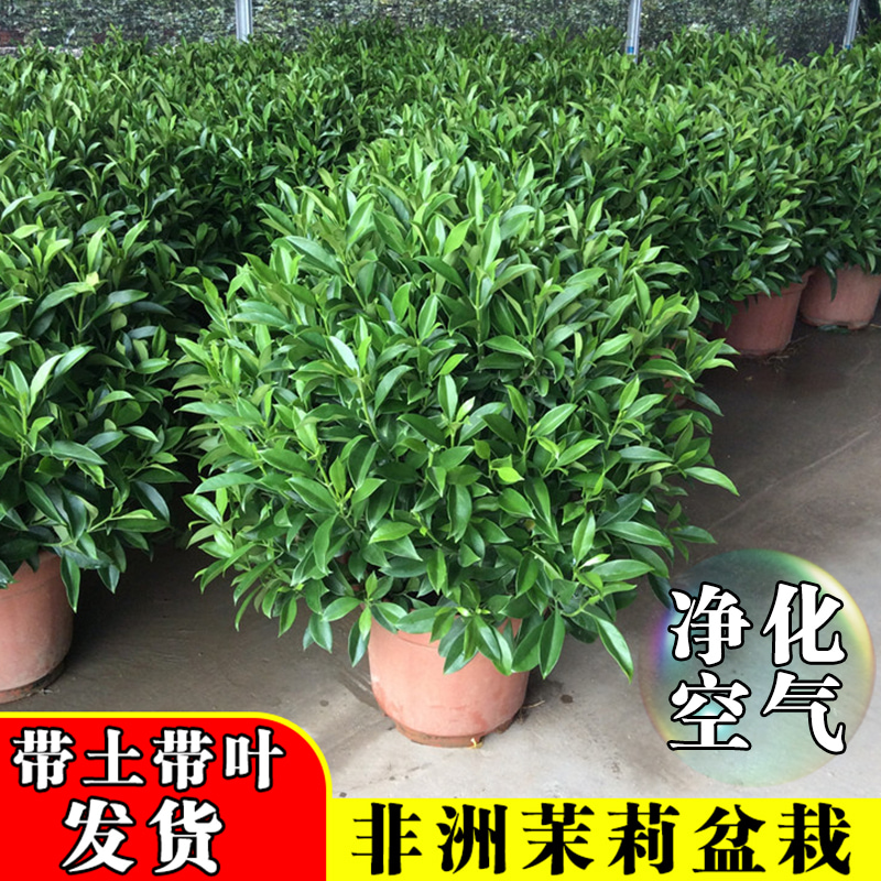 非洲茉莉四季常青庭院大型绿植吸甲醛