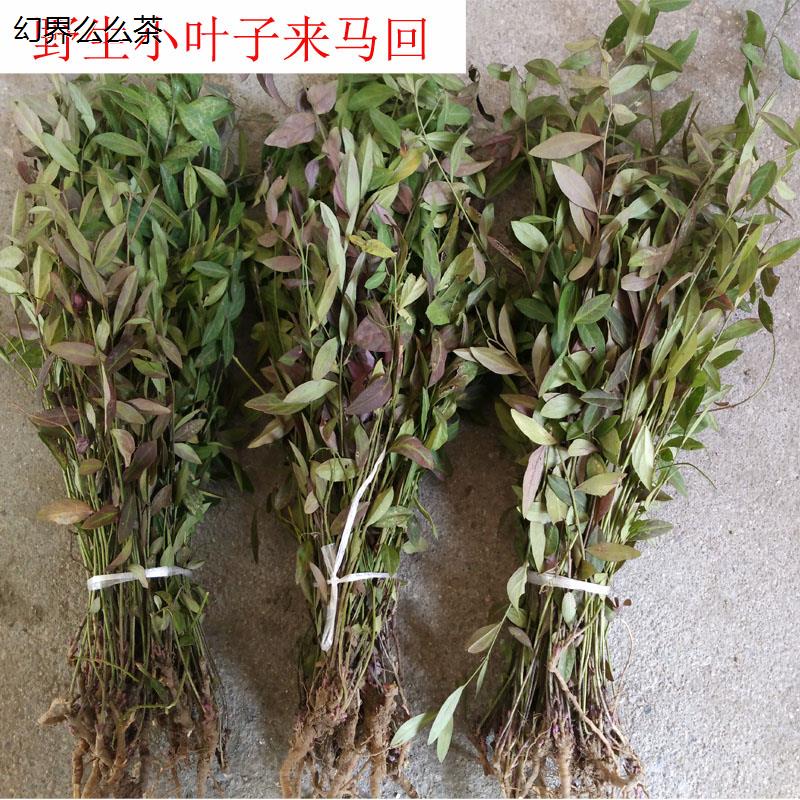 来马回野生瓜子金草干品乱马回二月花惊风草野中草药250克优质