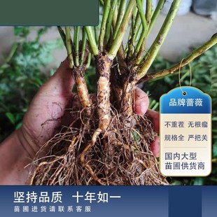 木蔷薇接杆带根无刺蔷薇子月季嫁T7680_n0接砧棒嫁棒杆糖嫁接杆日