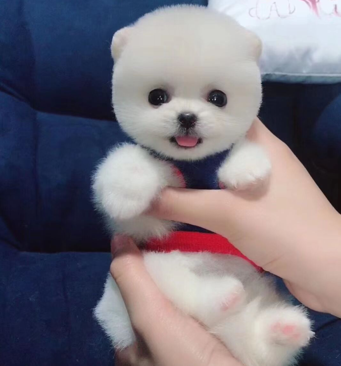 一折狗狗活体100元以下幼犬包邮可爱_纯种博美幼犬活体茶杯犬俊介小型