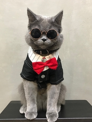 猫咪西装