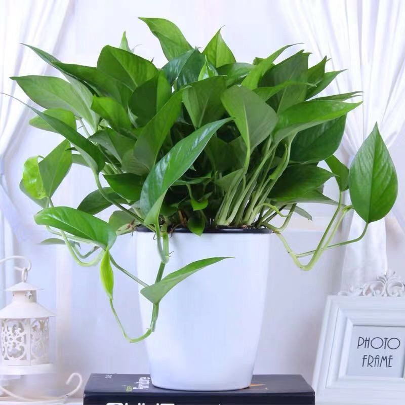绿萝水培室内清新空气吊兰花卉大绿箩桌面小盆栽绿植物绿箩花包邮