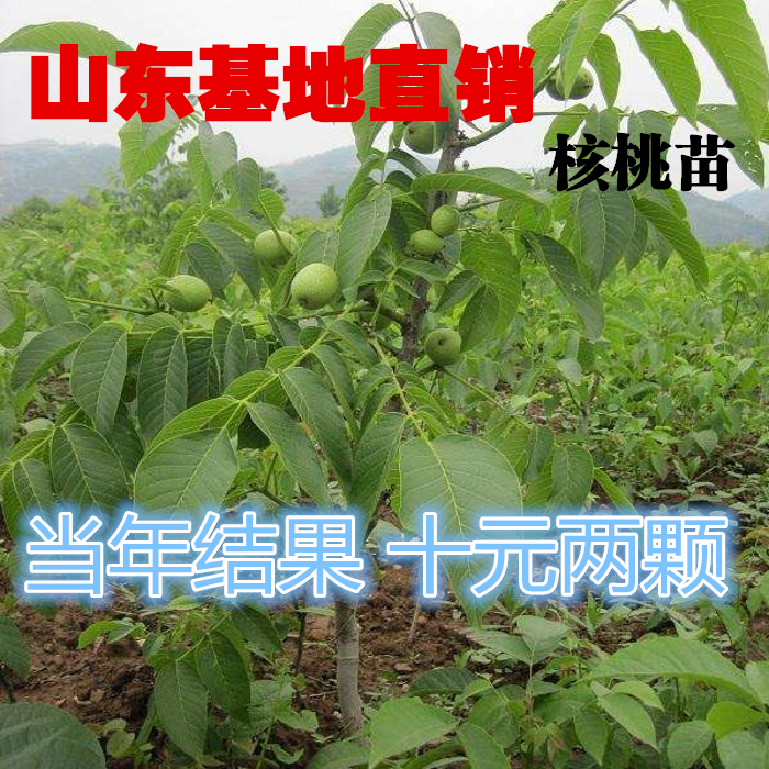 晋龙1号核桃树苗南北方地栽庭院盆栽种植嫁接薄皮核桃果树苗当年