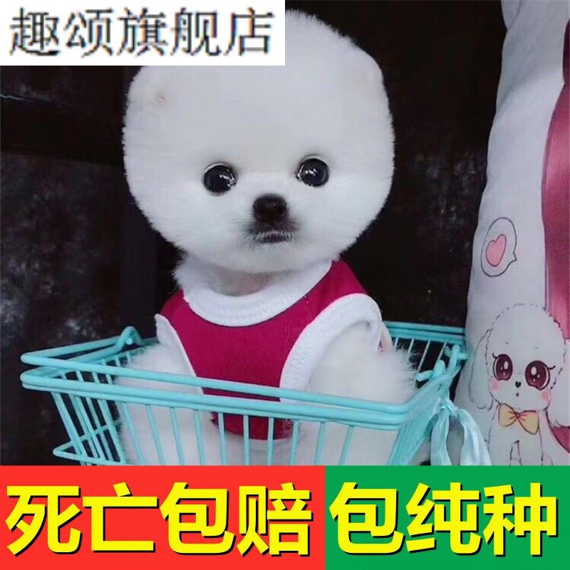 茶杯犬多少钱一只的相关内容 | 茶杯犬多少钱一只如何选购 | 优惠券