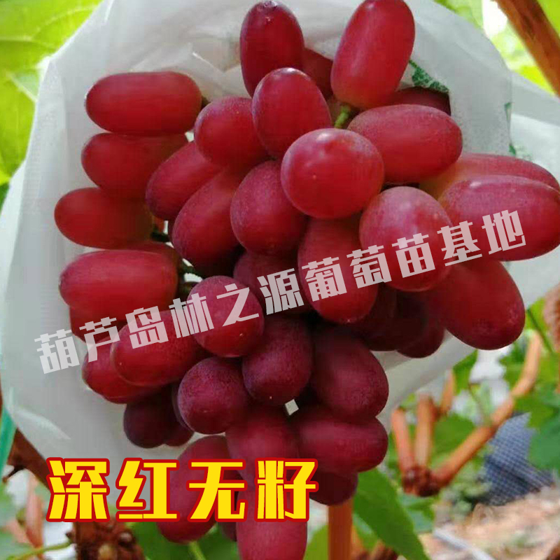 葡萄树苖深红无籽葡萄苗南北方深红无籽玫瑰香夏黑蓝宝石巨峰无籽