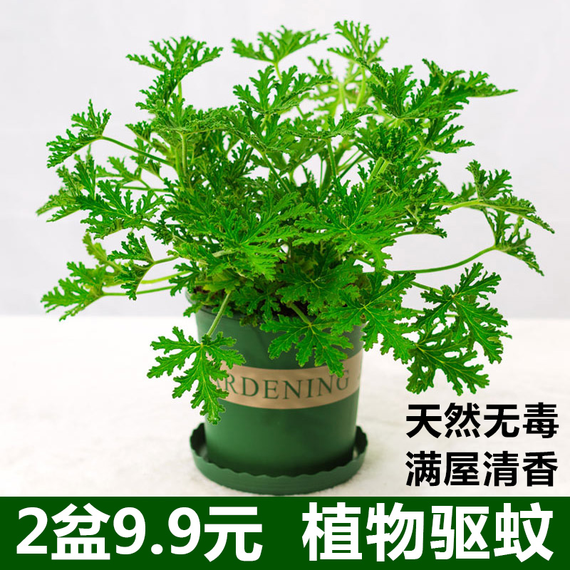 驱蚊草盆栽植物室内室外好养绿植耐旱