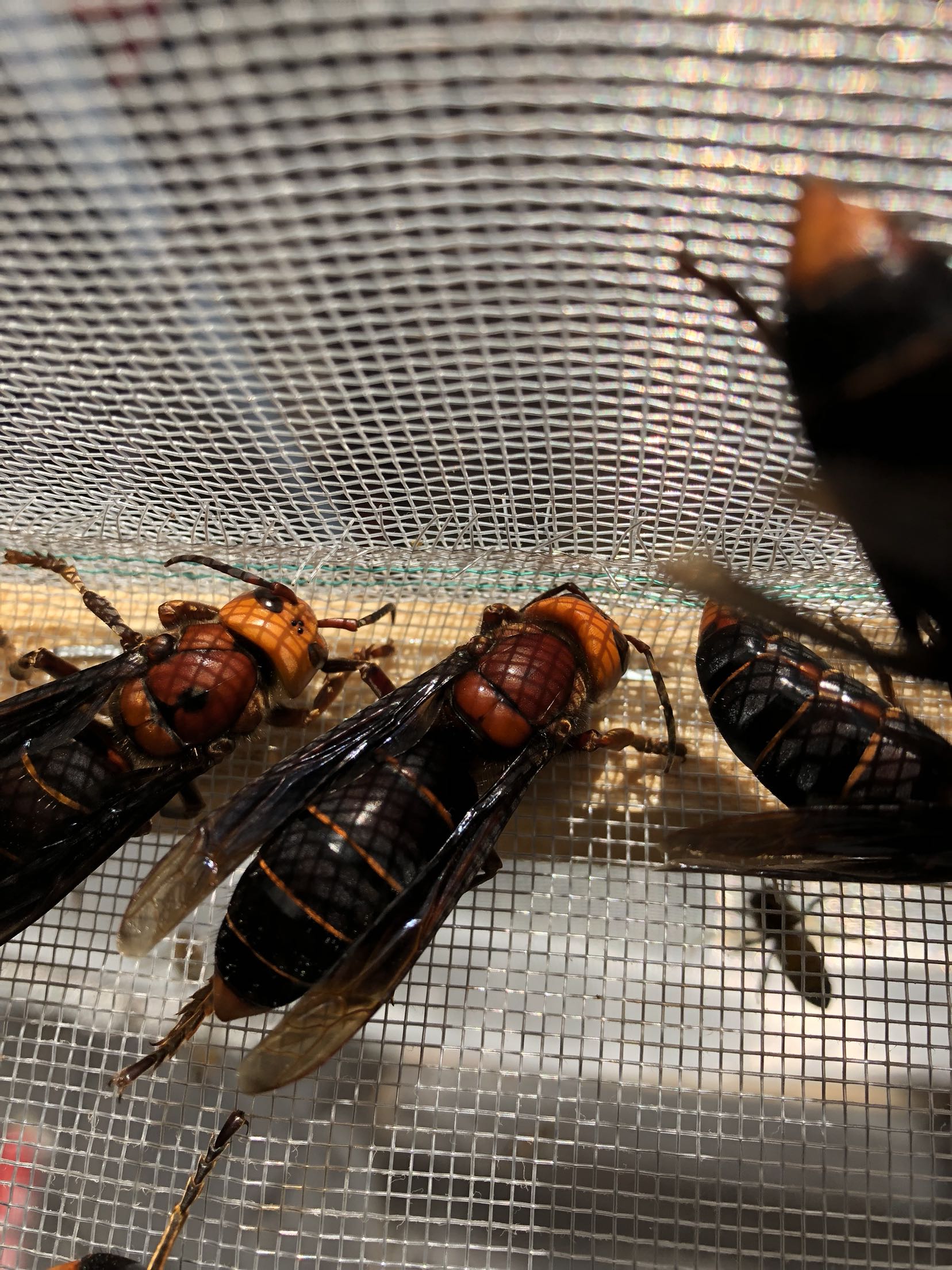 胡蜂王虎头蜂王红娘王土蜂王交配好优质土蜂王e包全活5只