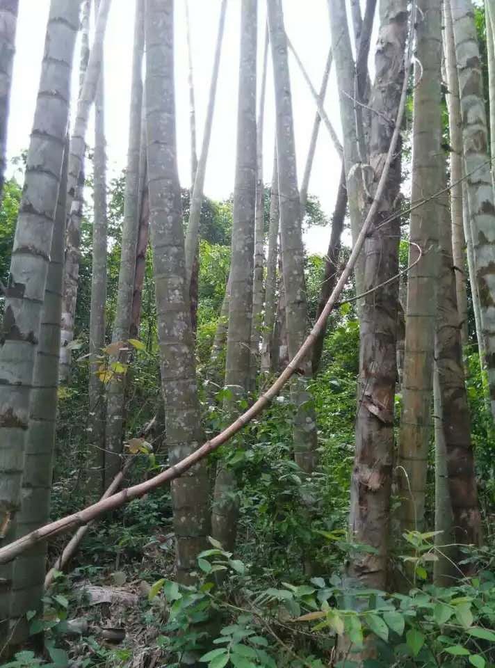 22z大型巨龙竹竹苗毛竹苗食用竹笋苗种植四季长青巨龙竹竹子苗楠