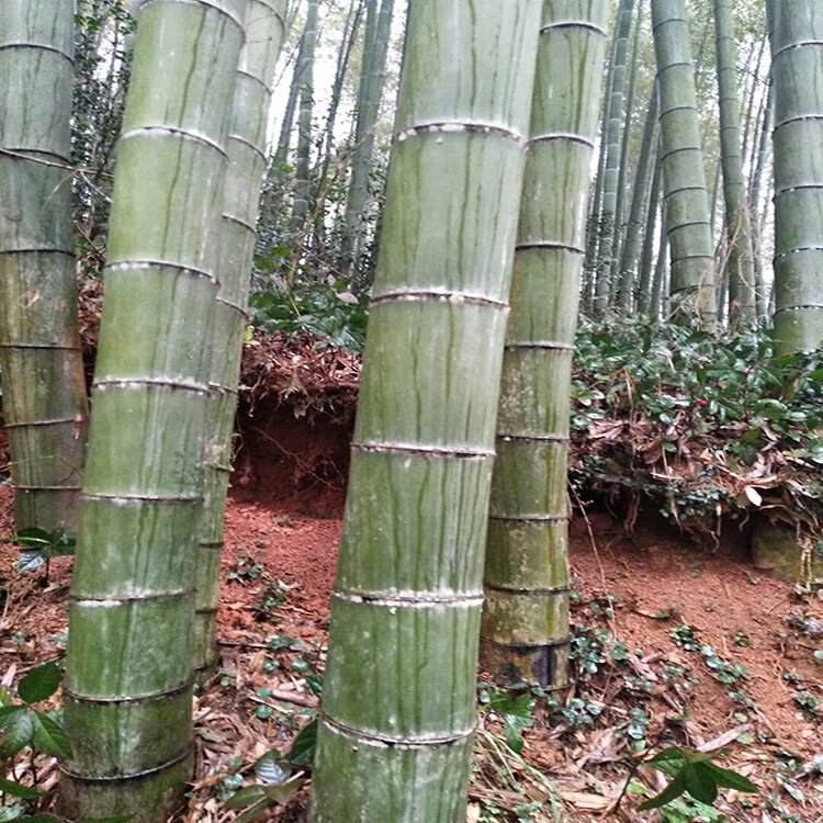 22大型竹子苗巨龙竹竹苗食用竹a笋毛竹楠竹庭院种植四季常青室外